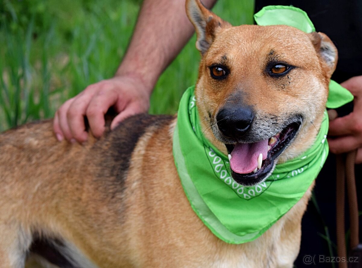 INKY K ADOOPCI - 3 ROKY,PŘÁTELSKÝ, KAMARÁD,VHODNÝ K SENIORŮM - 2