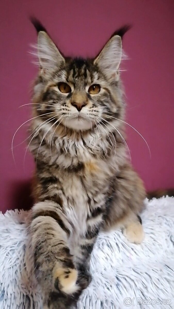 Mainská mývalí - 2