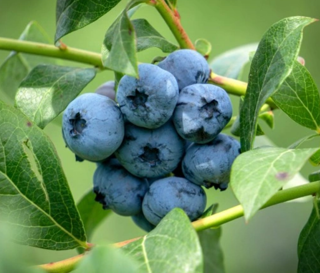 Kanadské borůvky - 14 ODRUD - 2