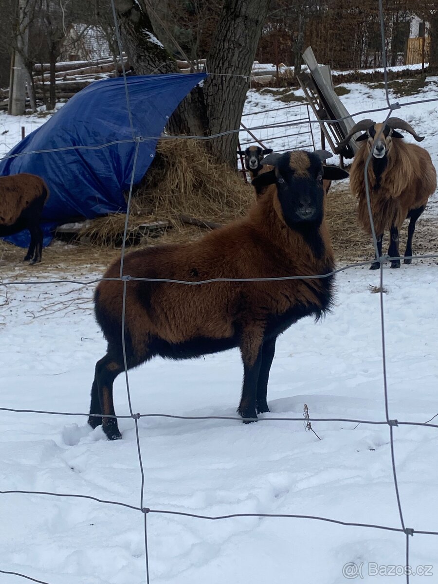 Kamerunský beran - 2