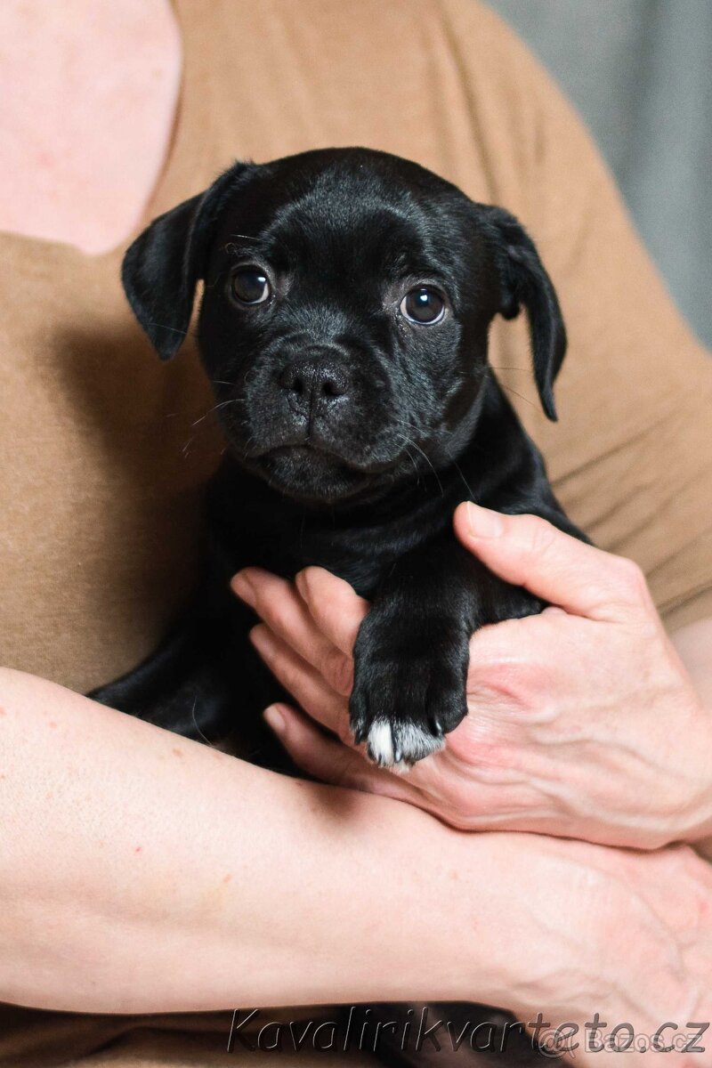 Stafordšírský bulteriér s PP - fenka - 2