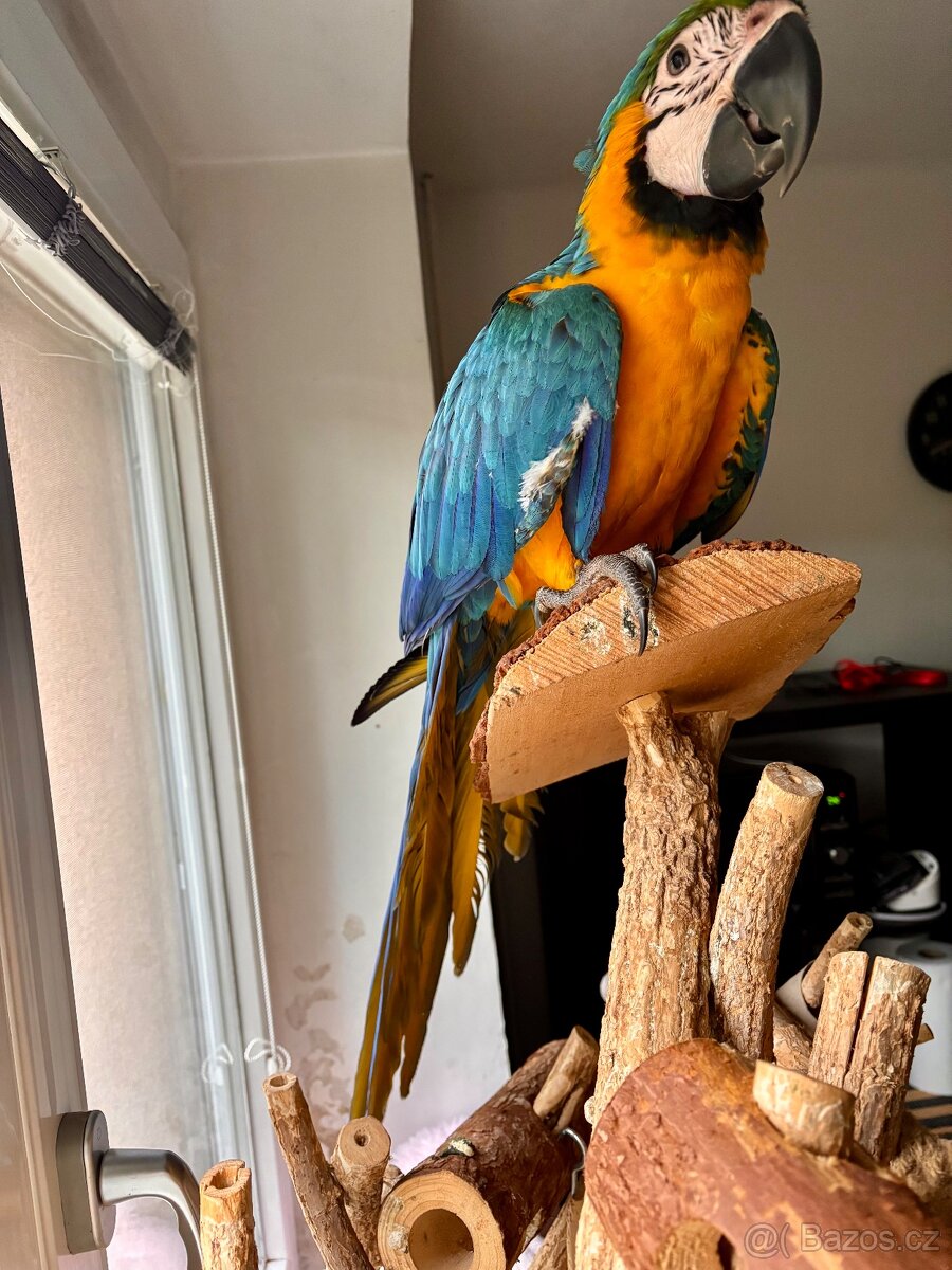 Prodám Ara Ararauna - 2
