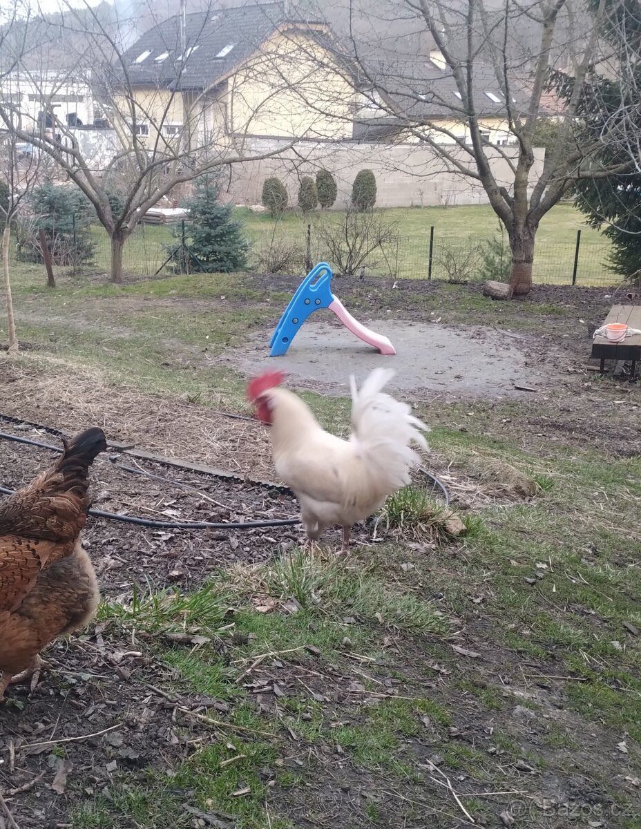 Kohout bresse gauloisse - 2