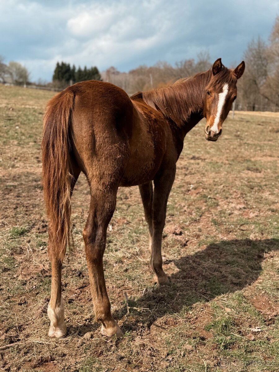 Prodám ročního hřebečka 1/2 APH - 2