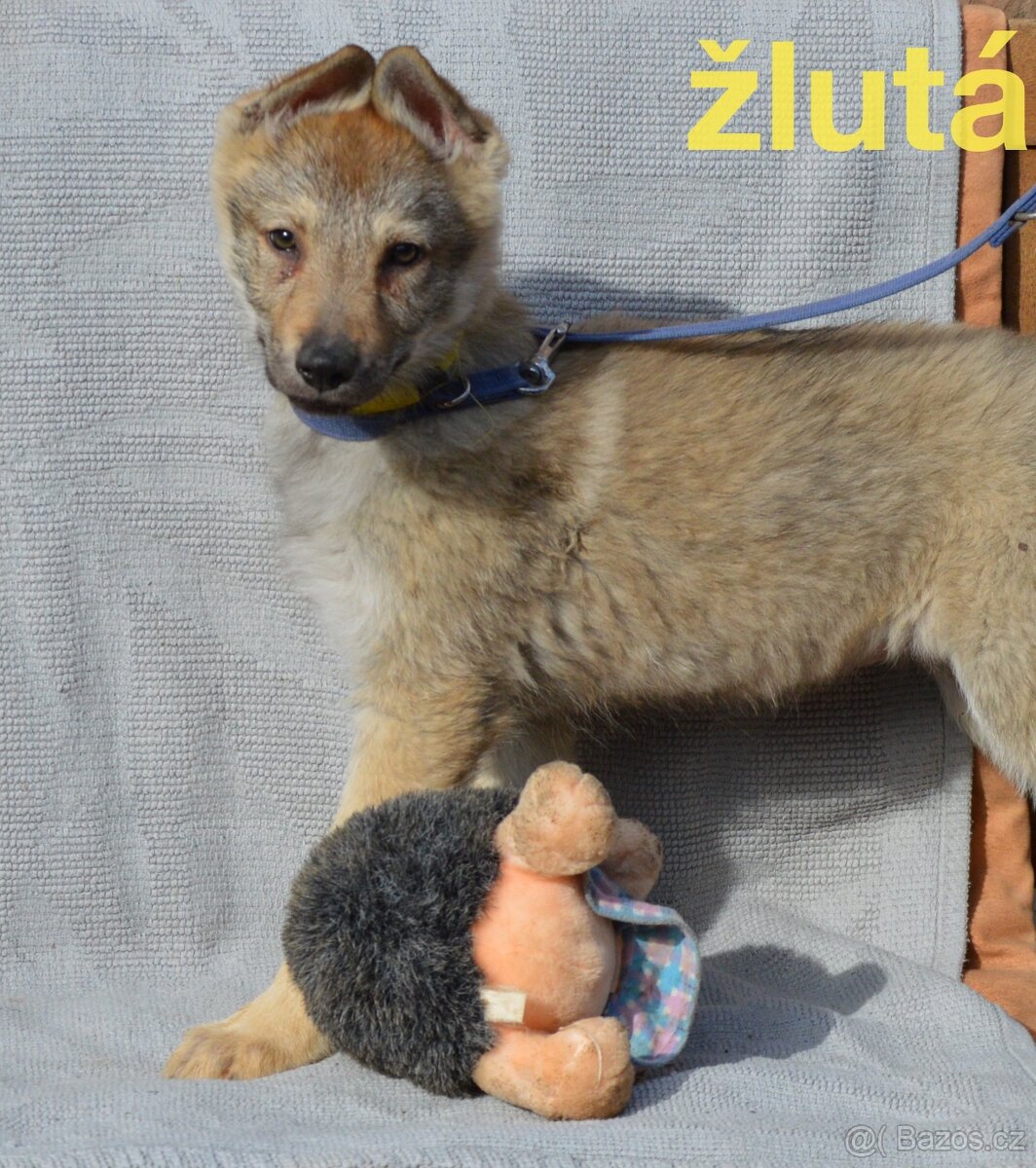 Československý vlčák - 2