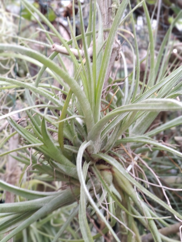 bromelie tilandsie - 2