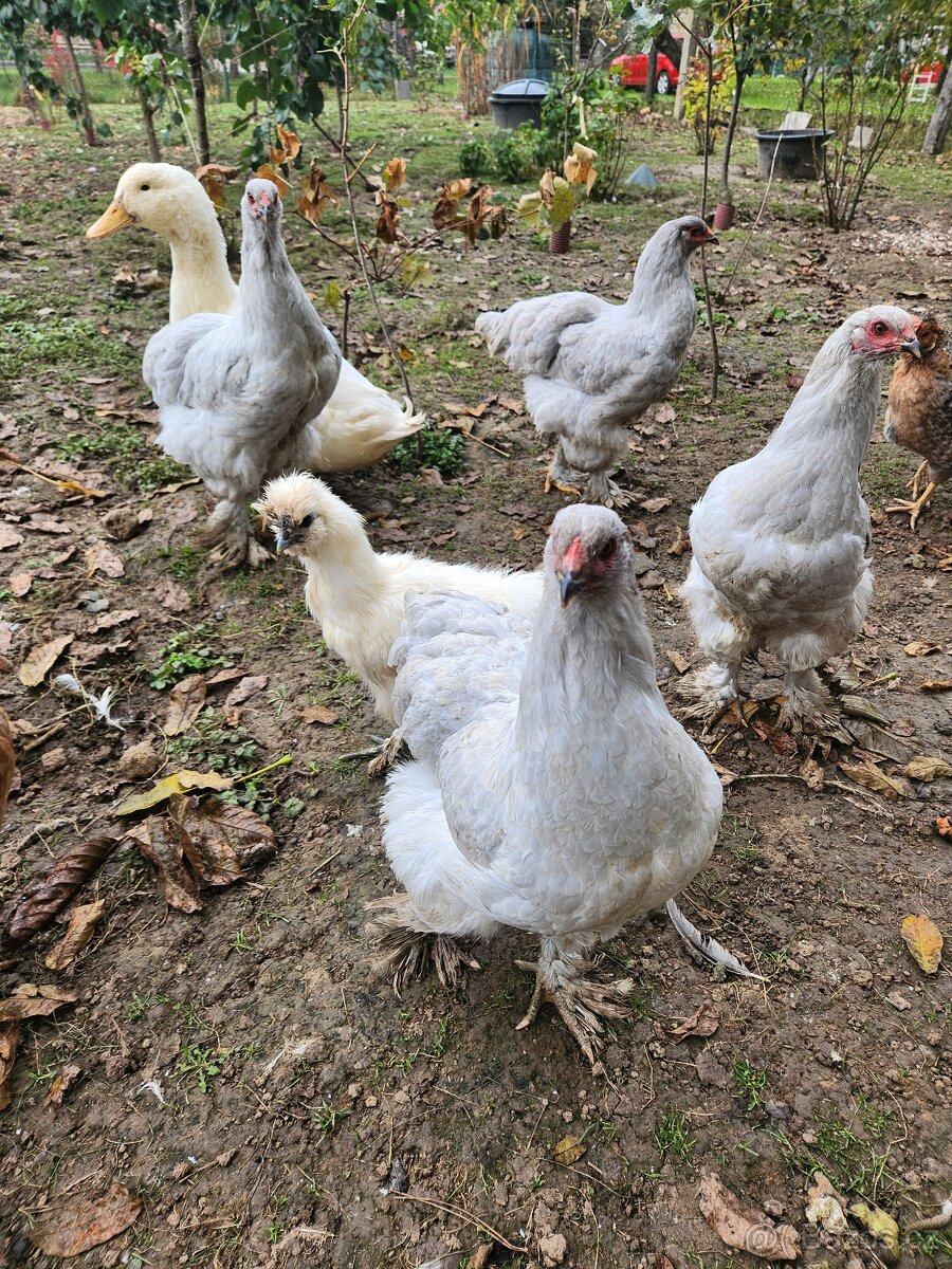 Brahmanka, hedvábnička - 2