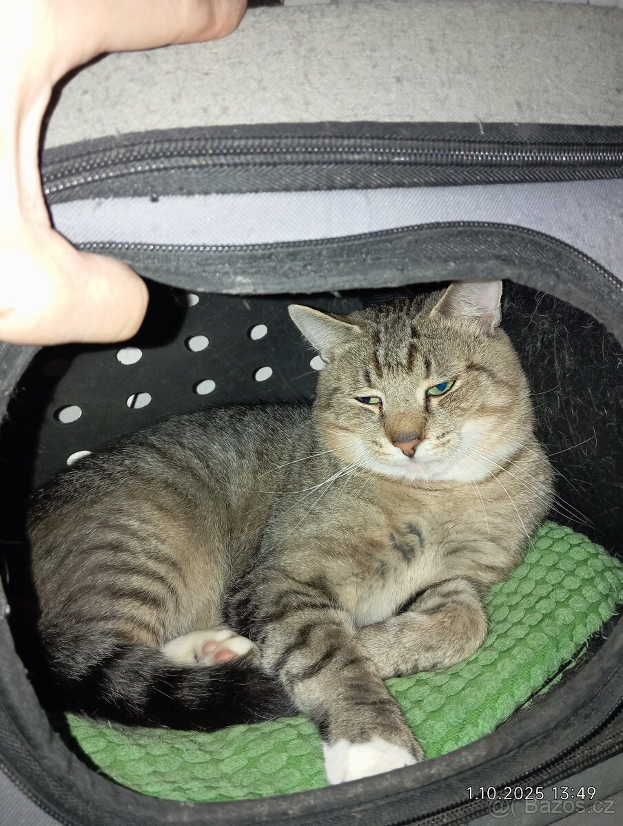 Krásný x bengálský kocour - 2