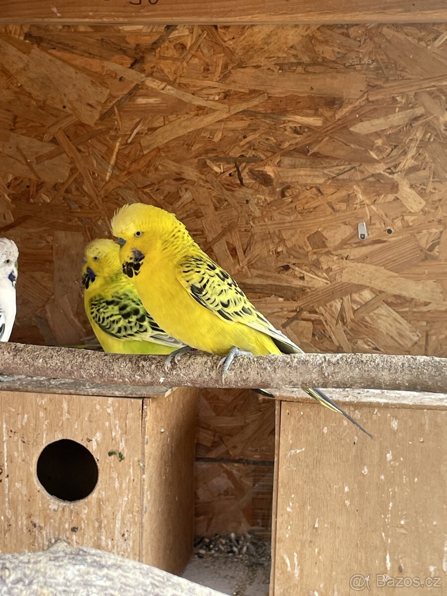 Papoušek vlnkovaný - TCB Andulka - 2