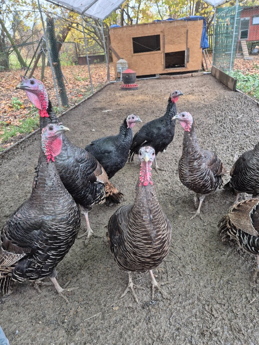 Krůty a krocani bronzovo-černí 6 měsíců - 2