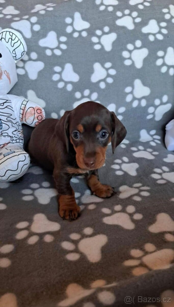 Jezevčík trpasličí - 2