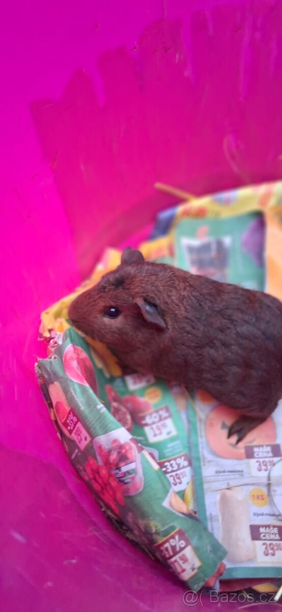 Morčatko - 2