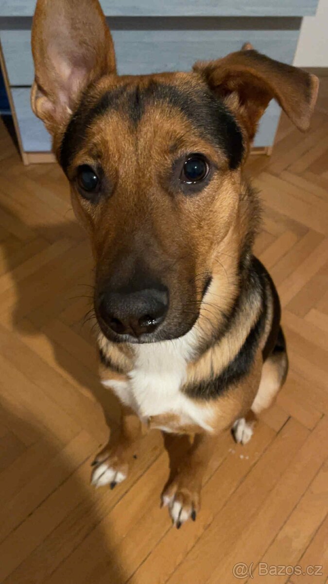 Dobrý den prodám psa za 1000 Kč - 2