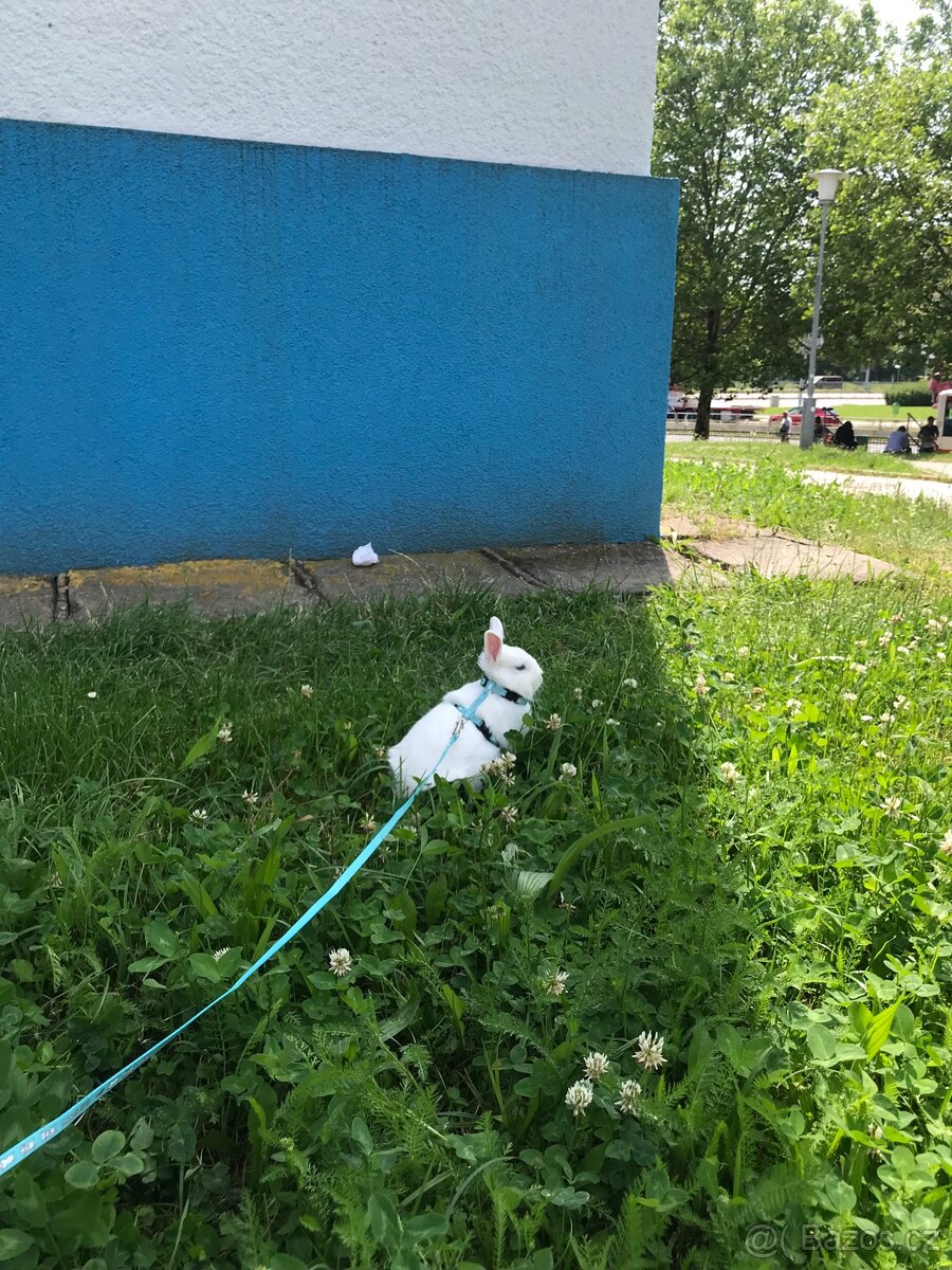 Prodám králíčky - 2