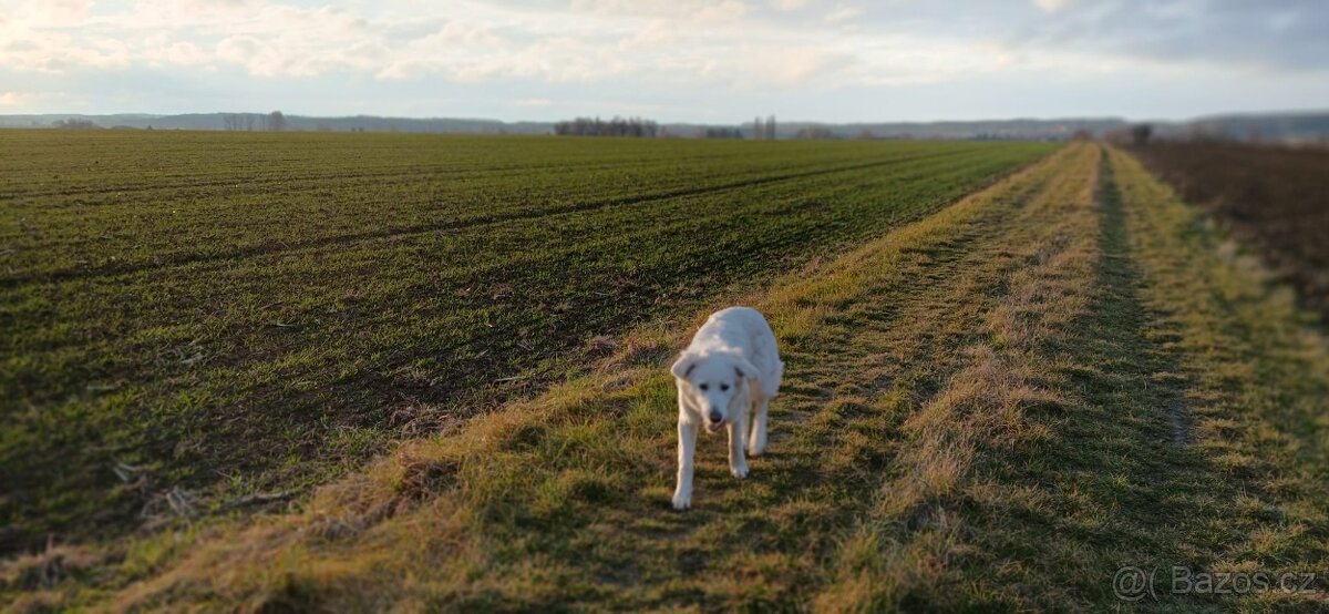 Štěně čuvač - 2