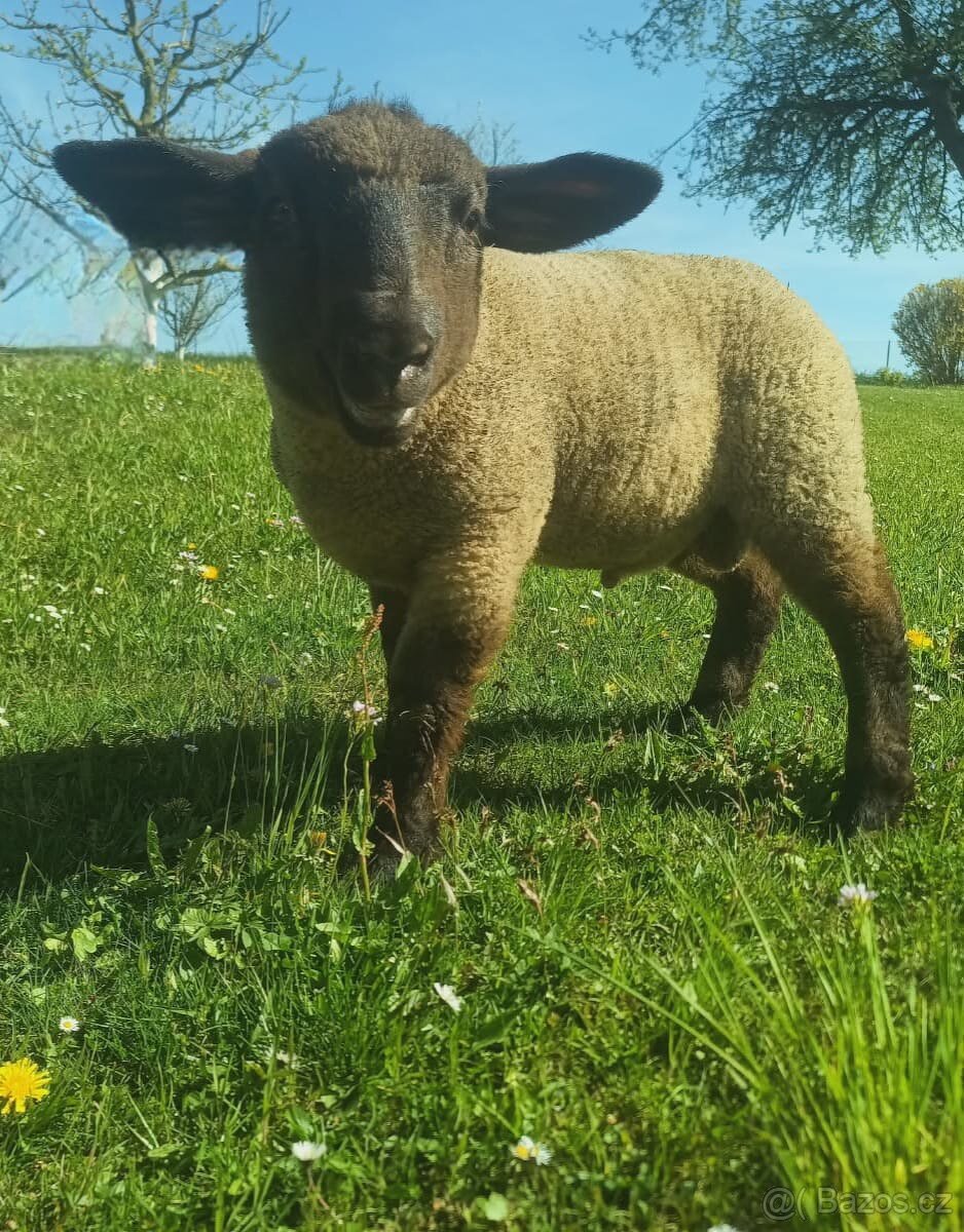 Jehně Suffolk - 2