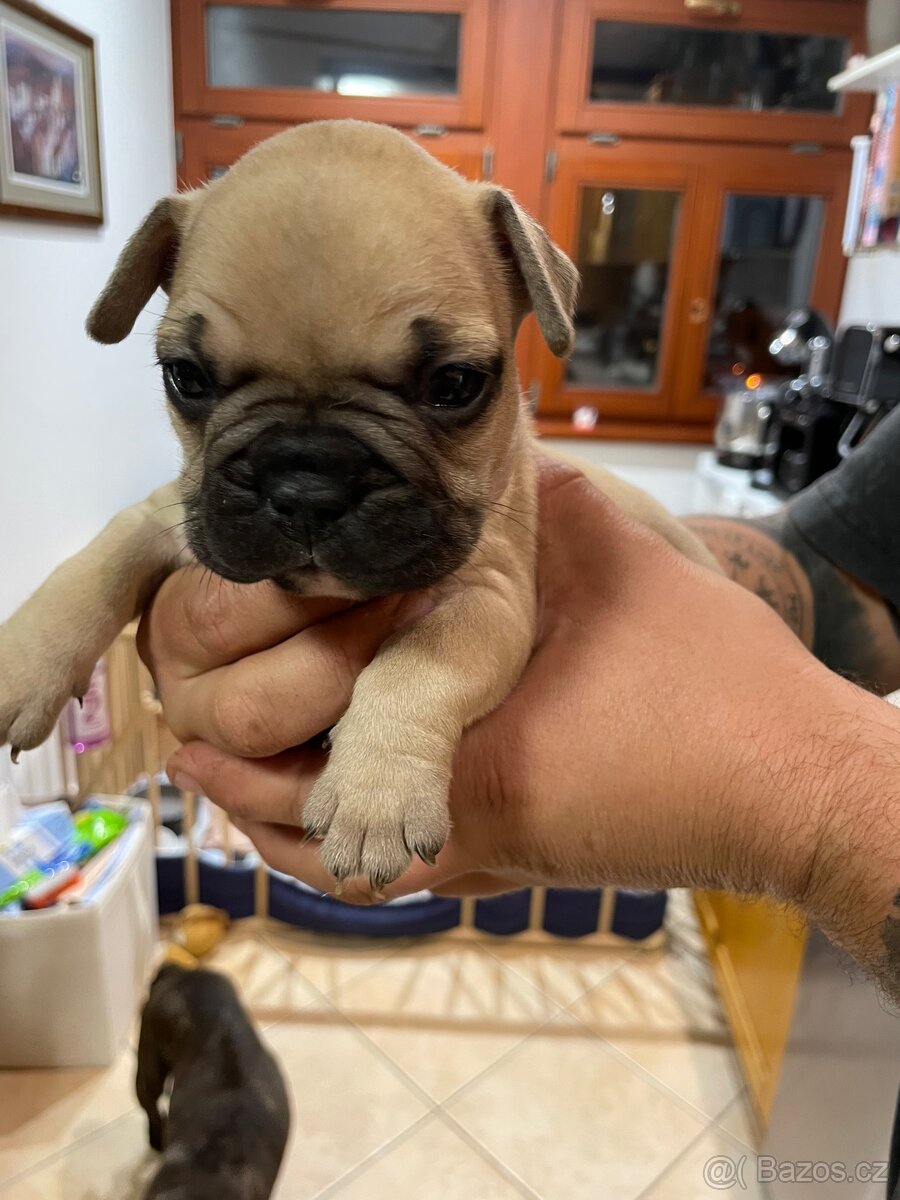 Francouzský buldoček - 2