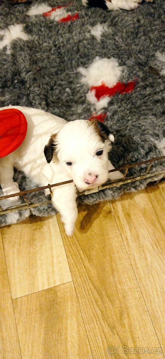 Čínský chocholatý pes - 2