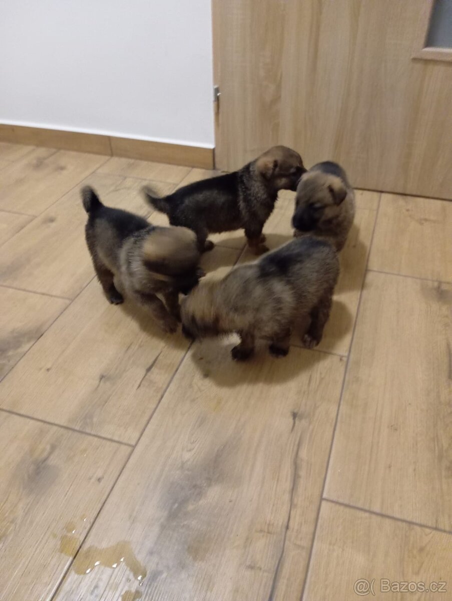 Prodám štěňata Něm. ovčák Belgický ovčák - 2
