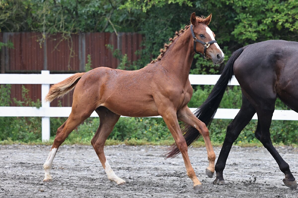 Klisnička po One And Only (Don VHP) - 2