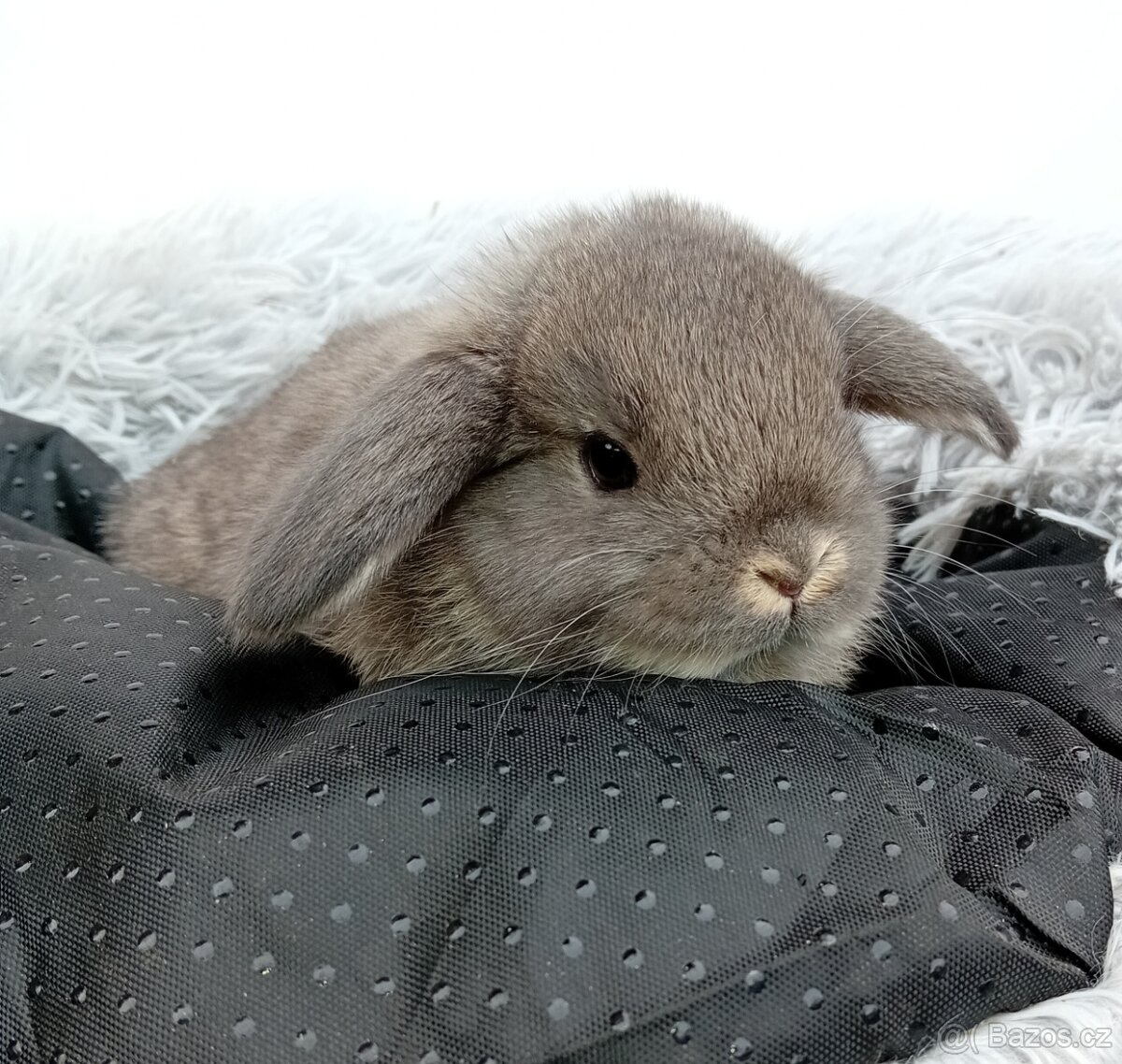 Zakrslý beránek G2 - 2