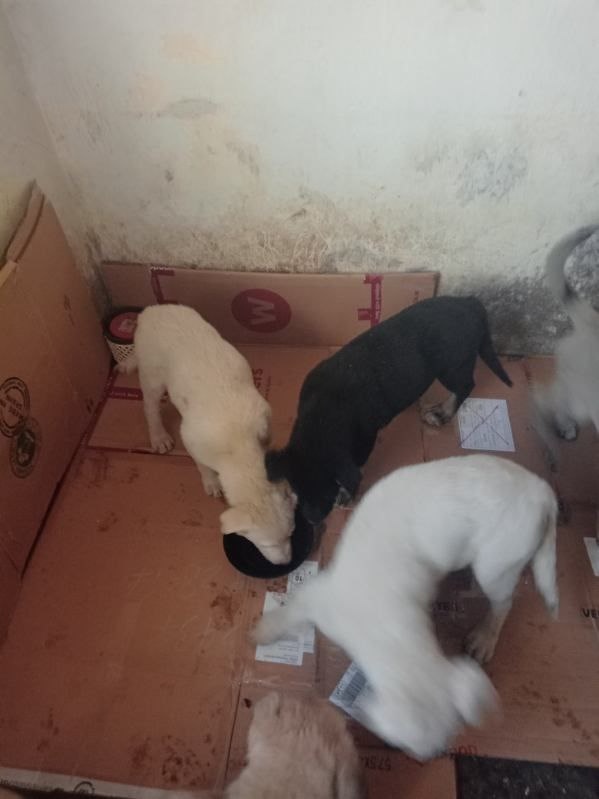 Daruji štěňata - 2