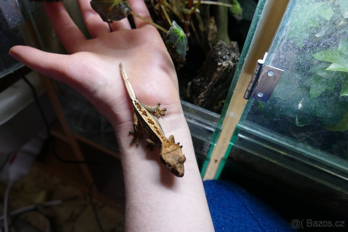 Pagekon řasnatý, Anolisové - 2