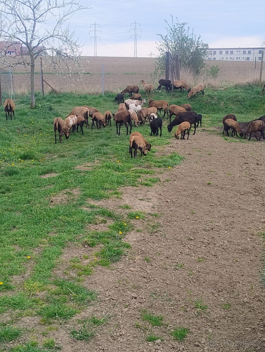 Prodám kamerunské ovce - 2