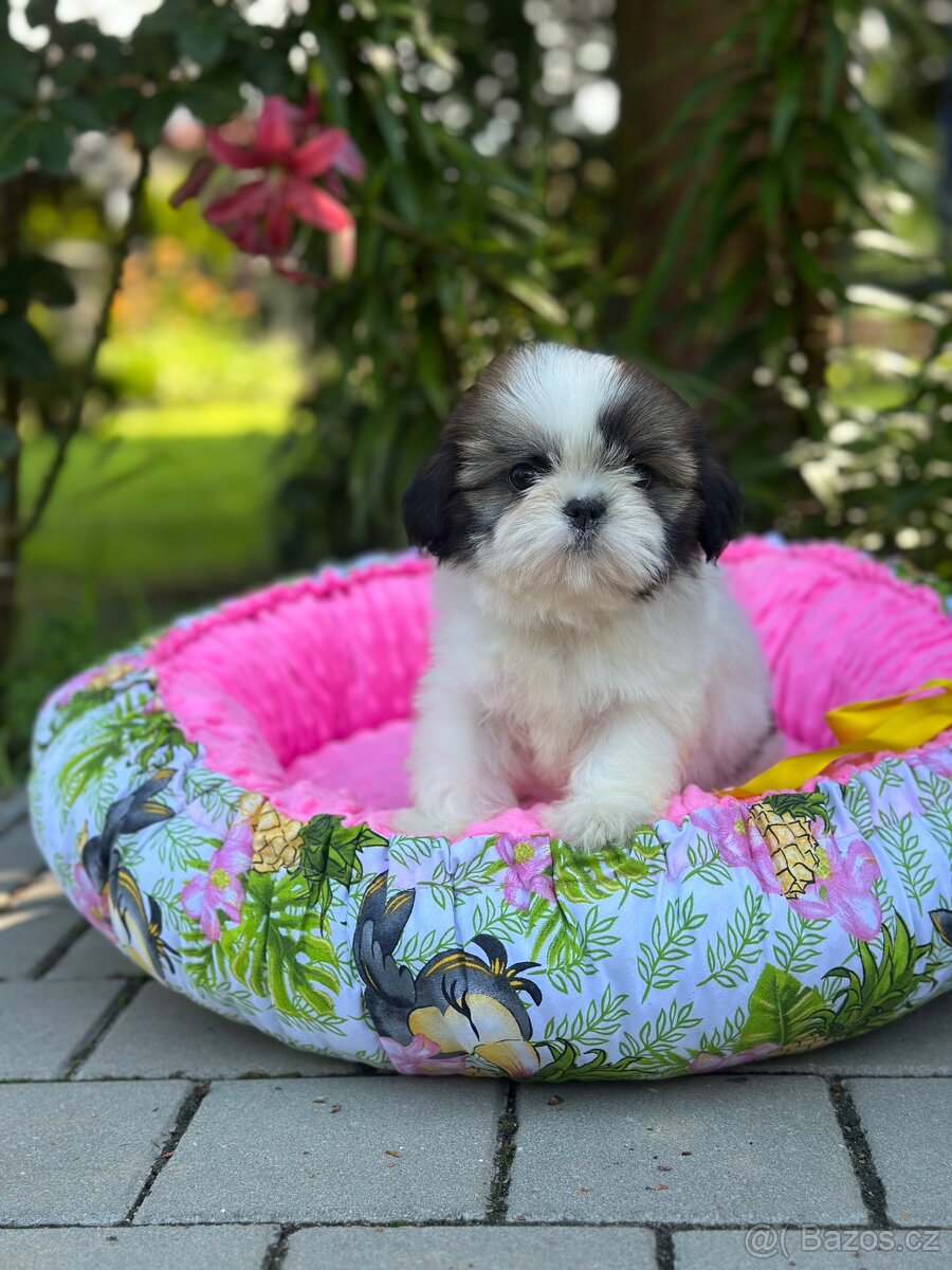 Shih Tzu s PP - 2