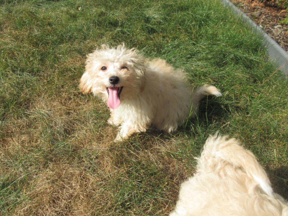 Maltipoo - 2