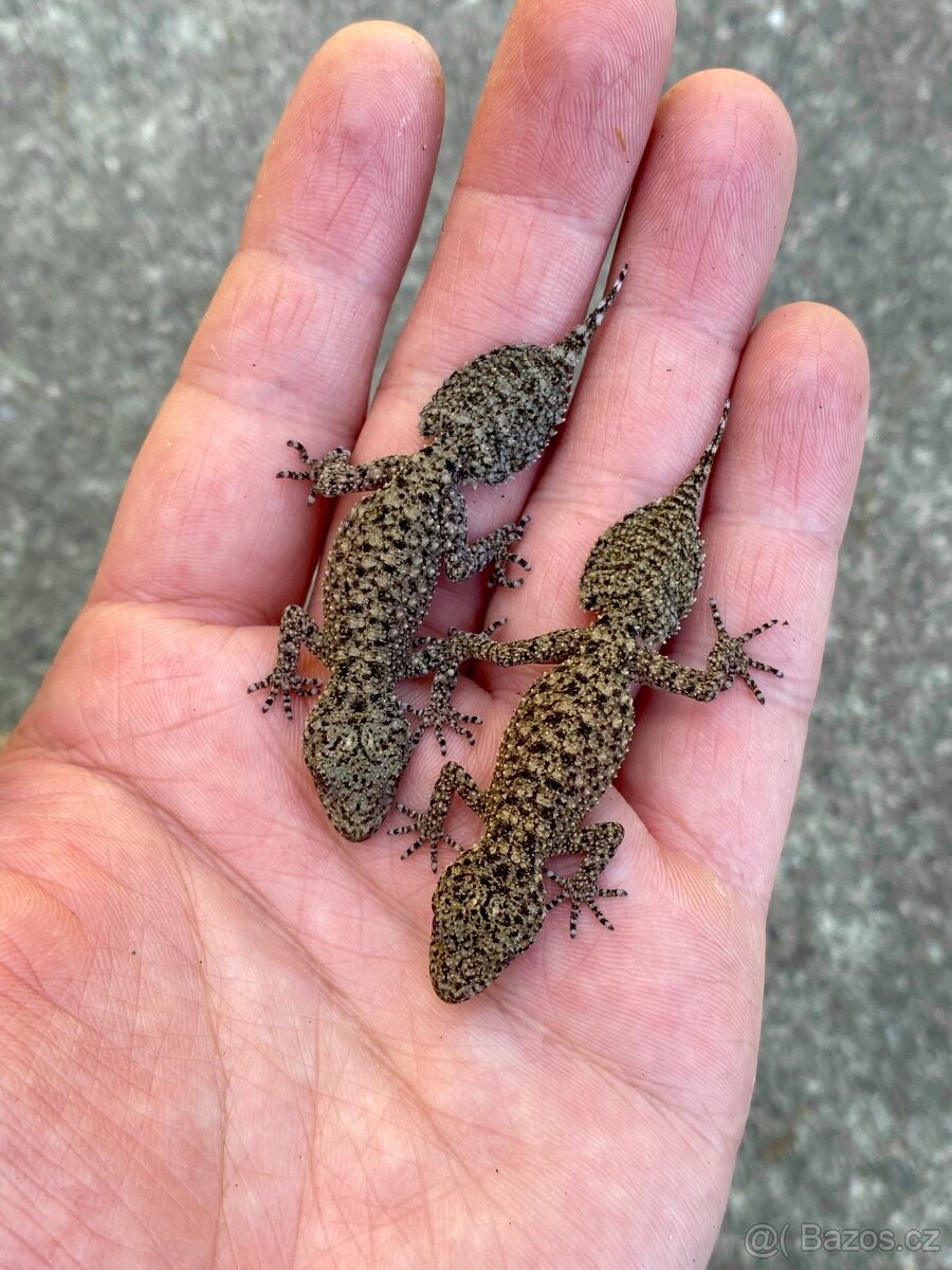 Phyllurus Platurus - 2