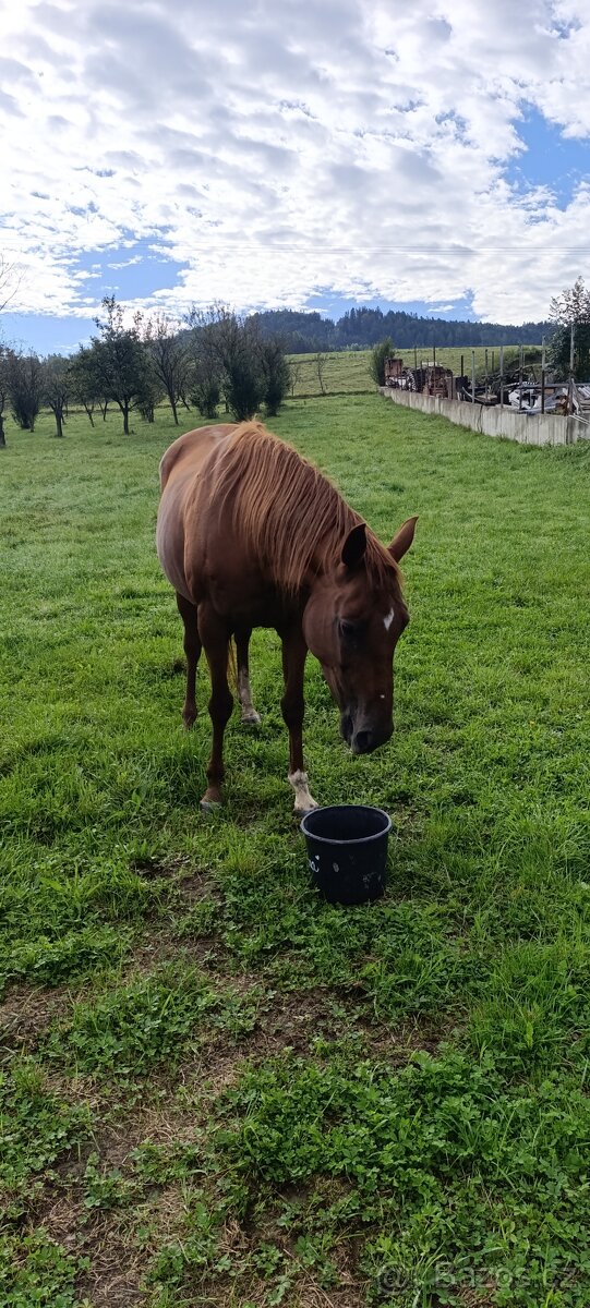 Prodej květen- červen - 2