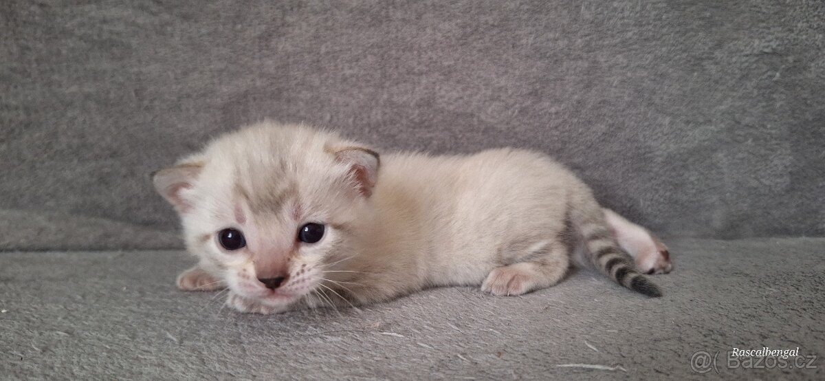 Bengálská kočička do chovu s PP - 2
