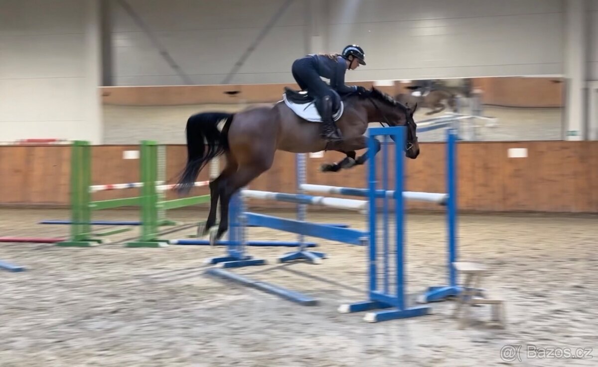 4 letá klisna po Quaid na prodej - 2