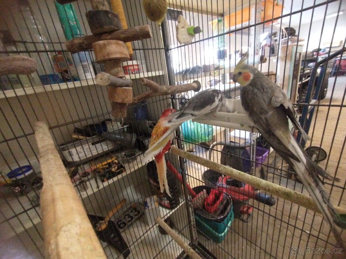 Korely a Rosela pestrá - 2