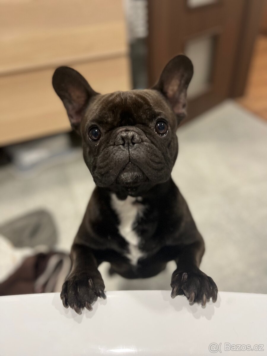 Francouzský buldoček s PP daruji - 2