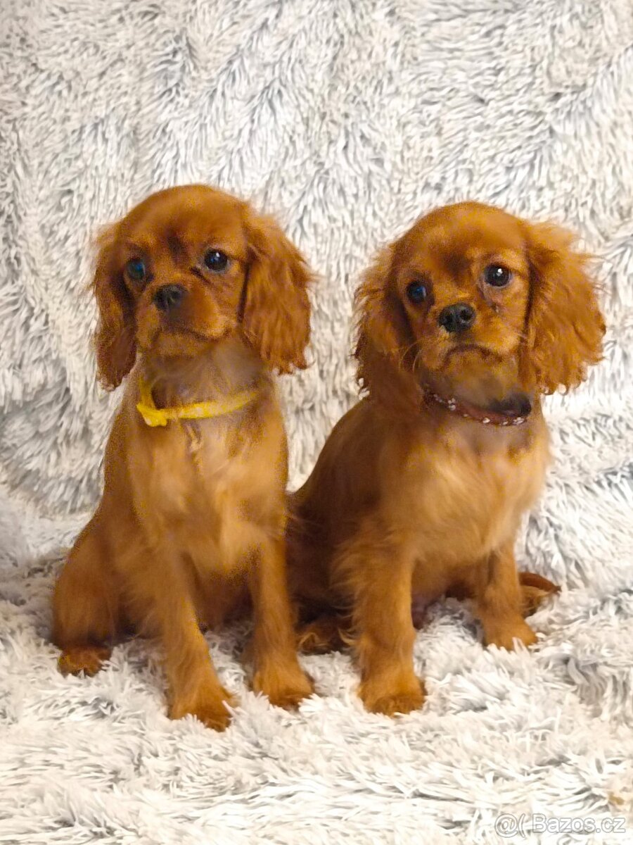 Kavalír King Charles Španěl - 2