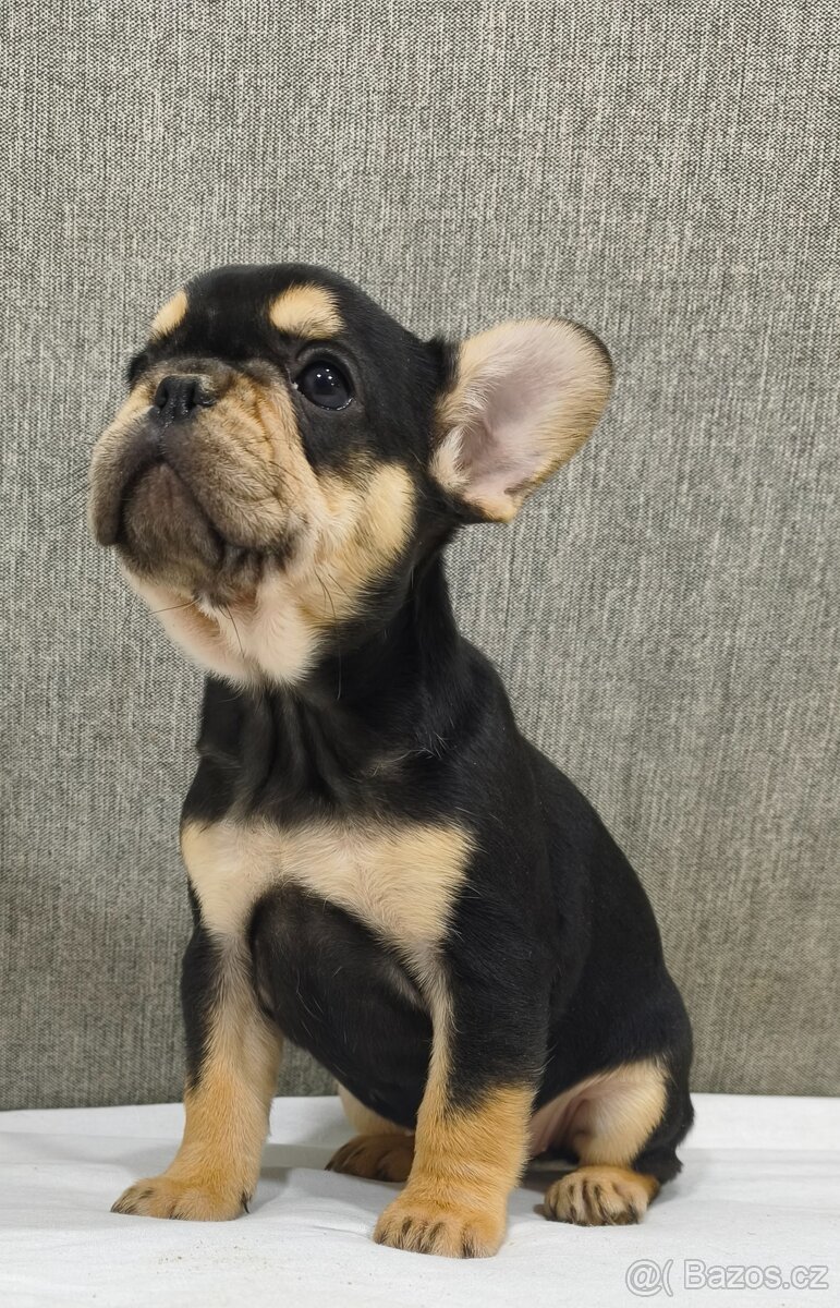 Francouzsky buldoček - 2
