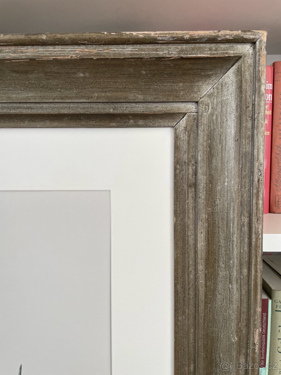 Borovice lesní Print Pinus Sylvestris pine - 2