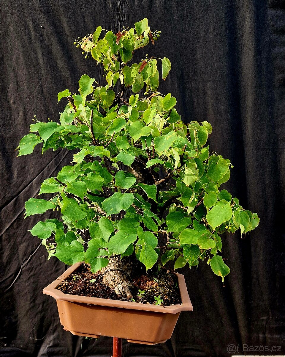 Bonsai, Bonsaj - Lipa srdcita Top - 2