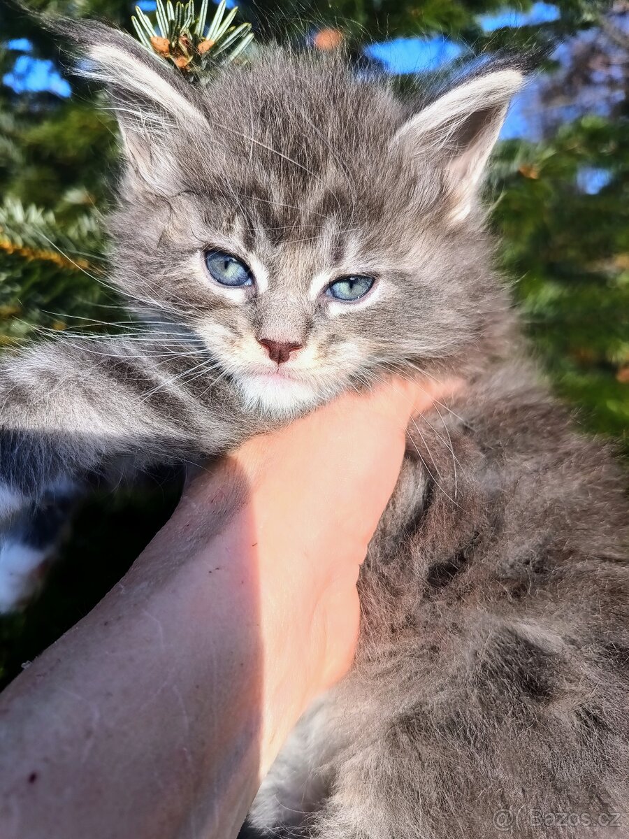 Mainská mývalí - 2