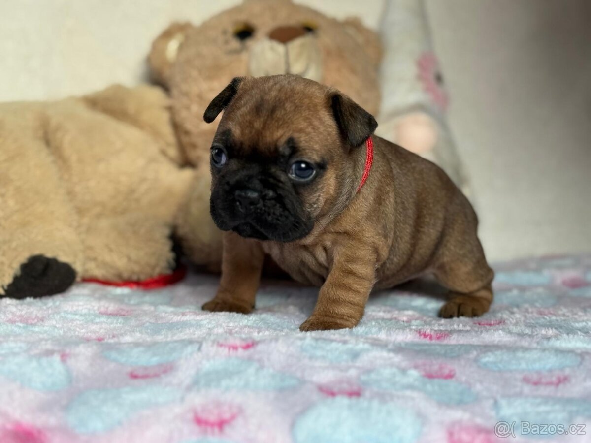 Francouzský buldoček s PP - 2