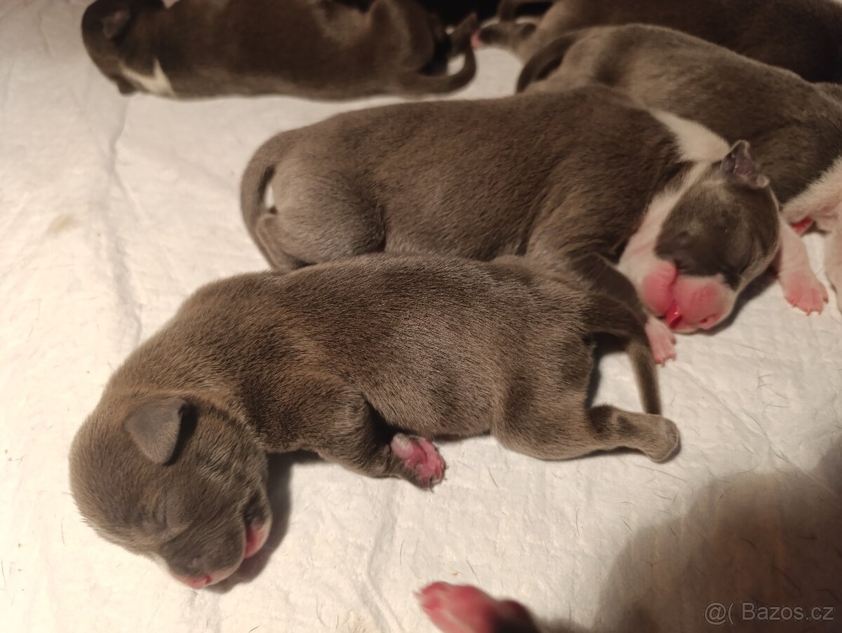 AMERICKÝ STAFFORDŠIRSKÝ TERIÉR - 2