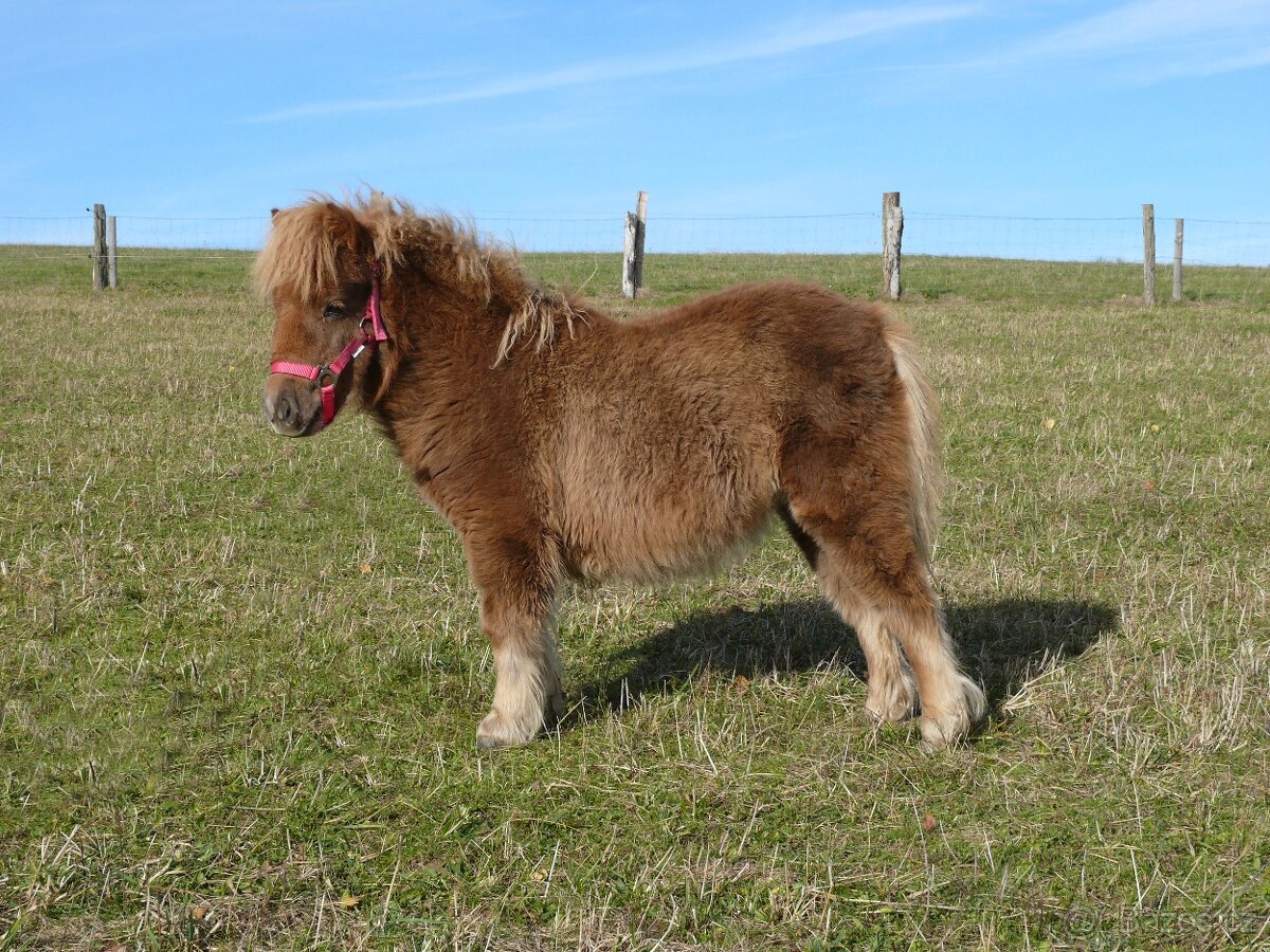 Připouštění shetland pony mini - 2