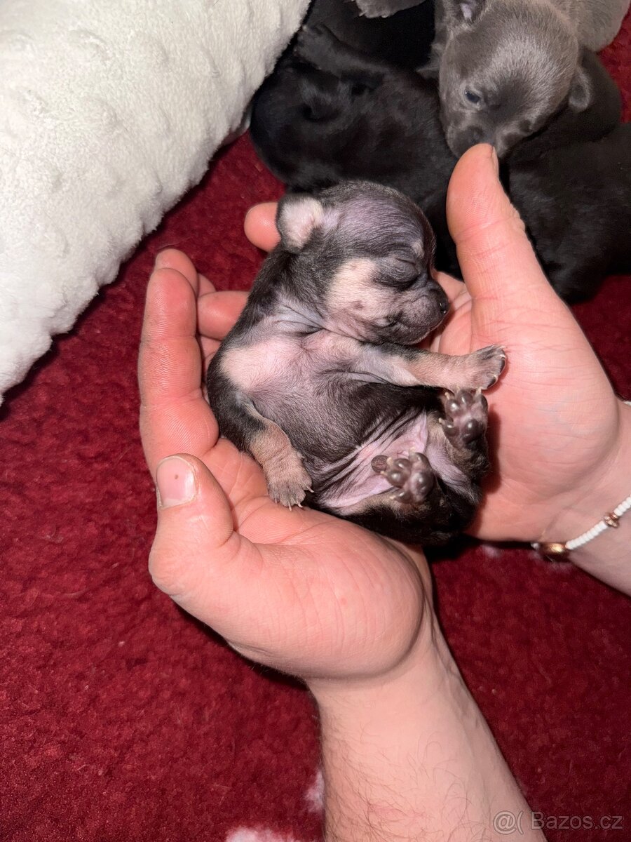 Čivavy chlapeček - 2