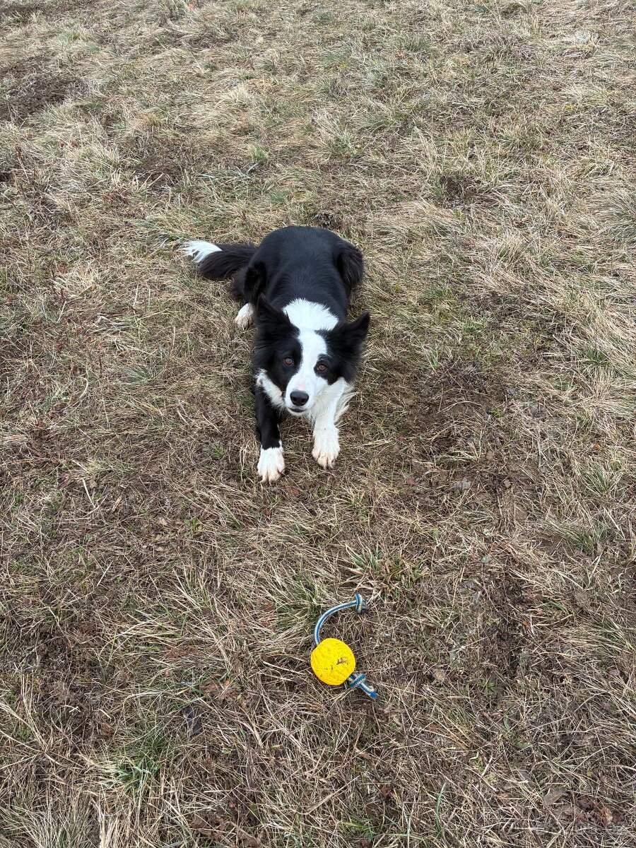 Border kolie, fenka 4 roky - 2