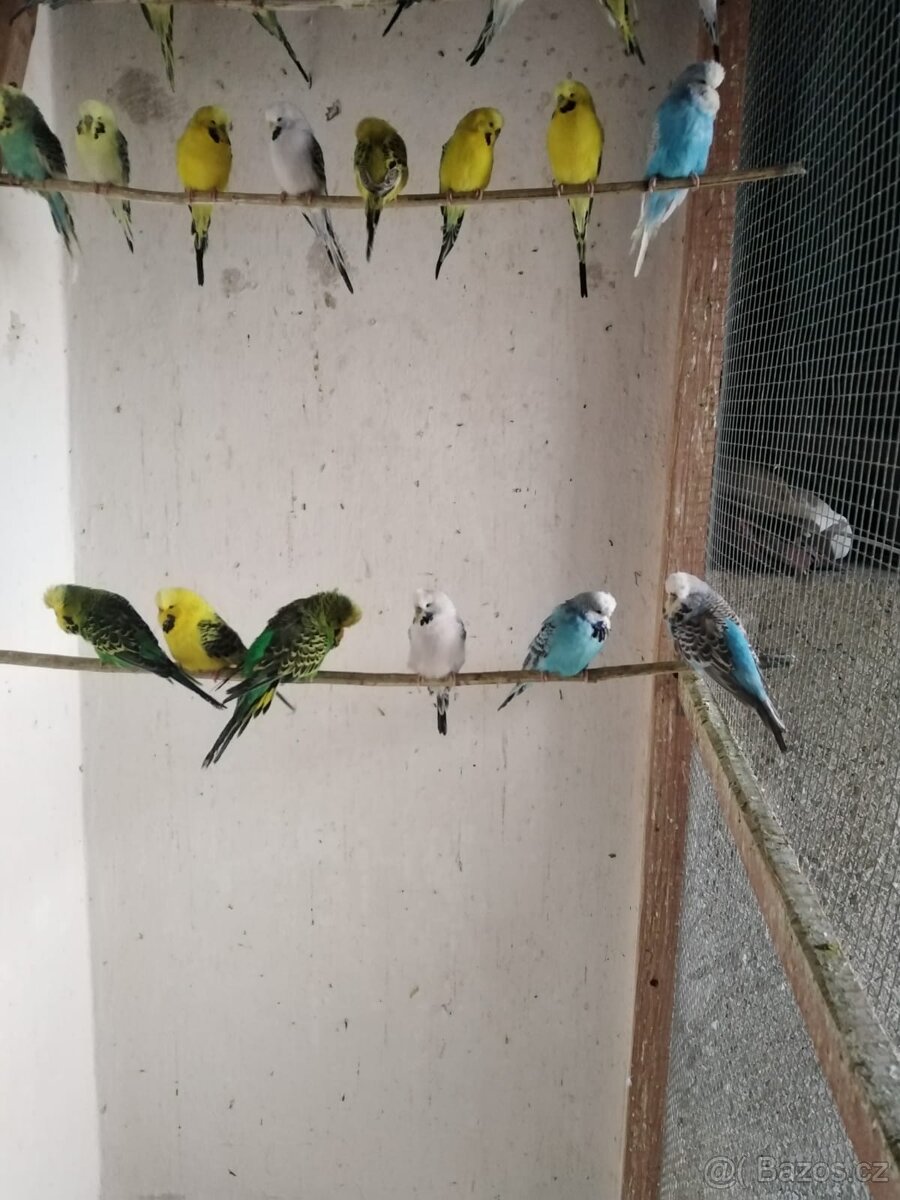 Prodám andulky - 2