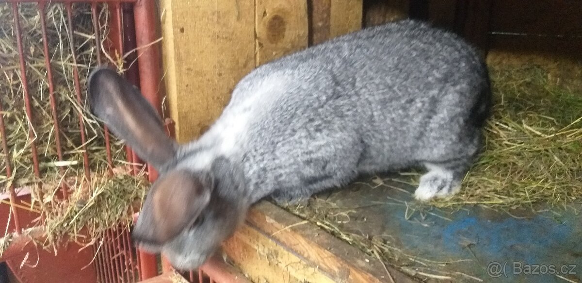 činčila velká - 2