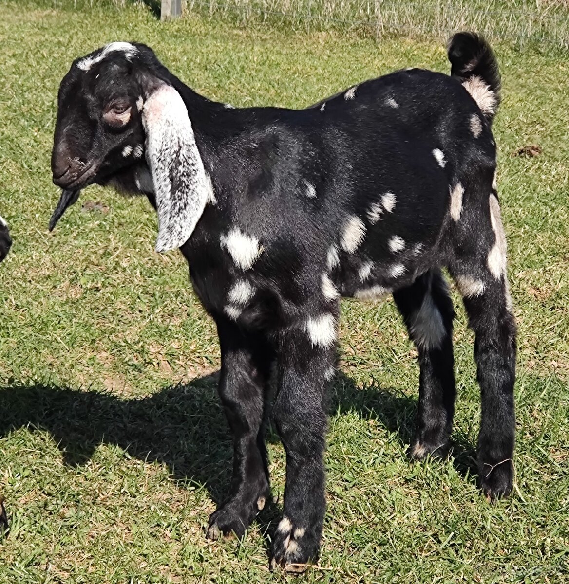 100% AN kozlík II. - 2