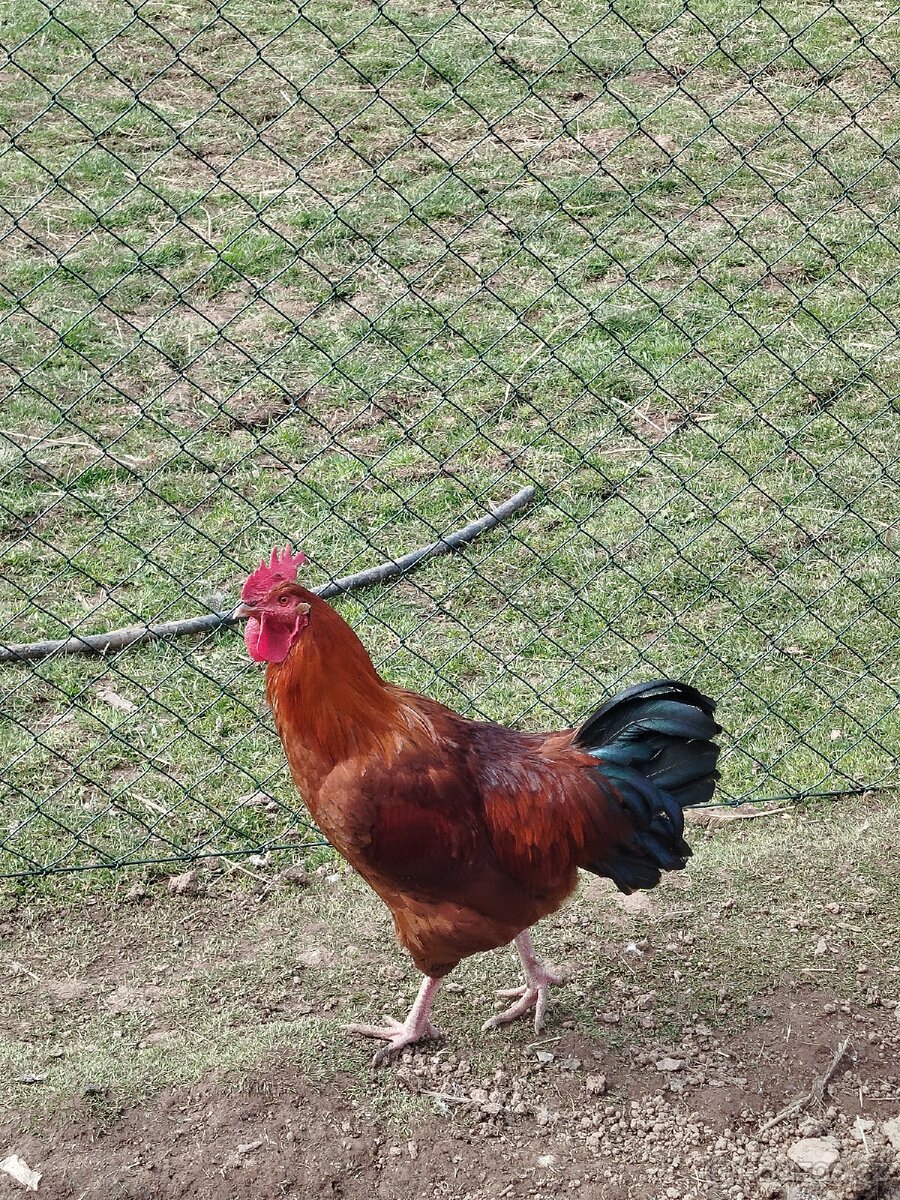 Kohouti - 2